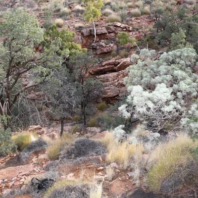 Mistakes led to late search for desert walker: coroner