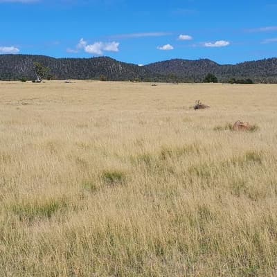 The century-long battle against weeds heads to space