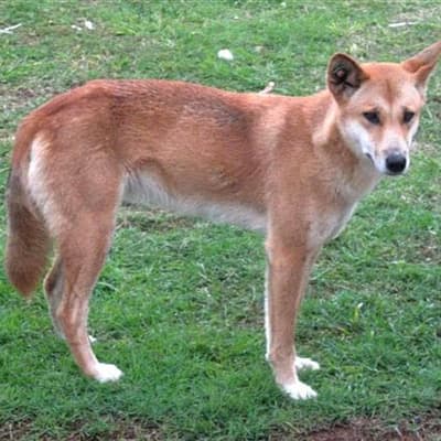 Wild dingoes to be euthanised after teen's island death