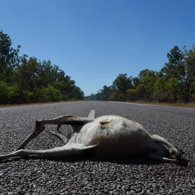 Roadkill has unexpected upside for conservation efforts