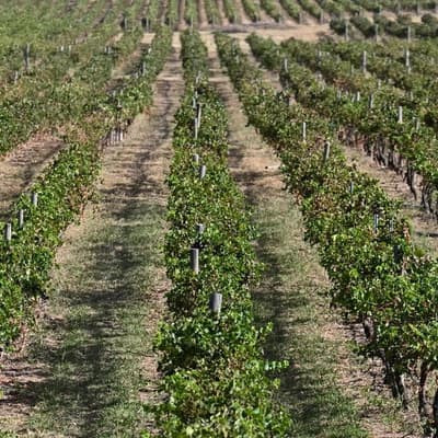 'Geopolitical surprises' lurk for farmers in 2026