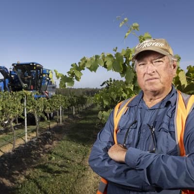 Wine and taxes: only one certainty for small producers