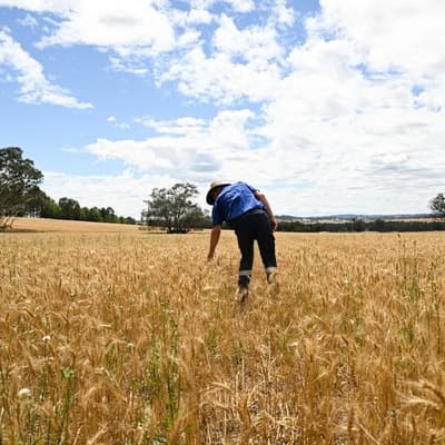 Global grain glut pushes growers toward self-storage