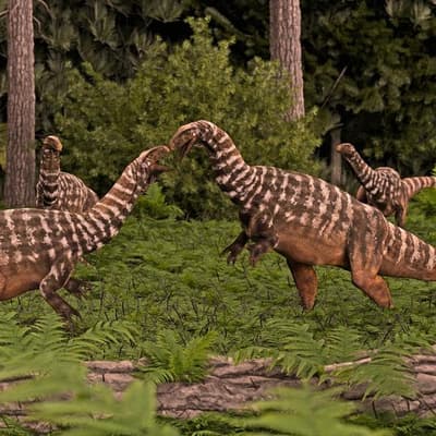 Australia's oldest-known dinosaur fossil identified