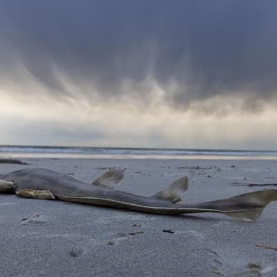 Grim outlook for marine recovery as algal bloom recedes