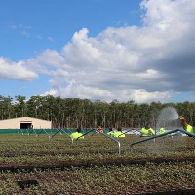 Carbon credits seeding next chapter of Tiwi forestry