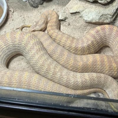 'Chaotic': exotic zoo found by police in drug raid