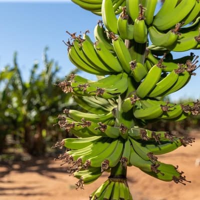 Banana growers hoping cyclone bends around farming hub