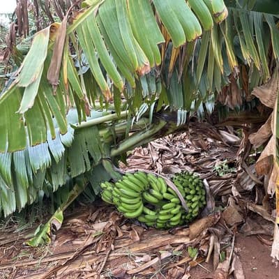 Banana crop skinned as weakening storm heads south