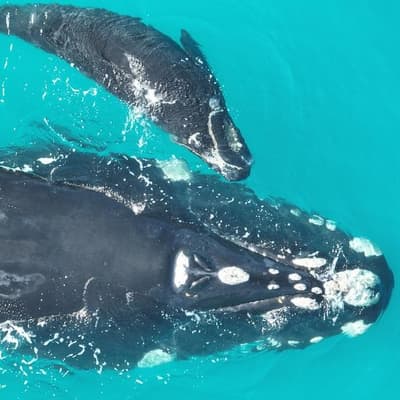 Climate squeezing Australia's southern right whales