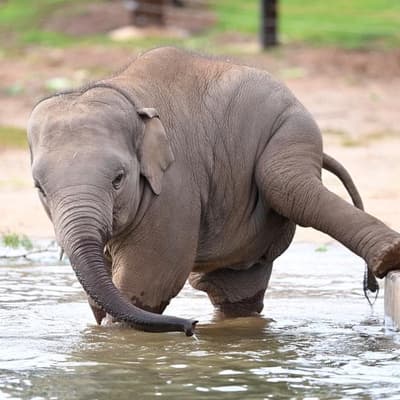 Baby steps: elephant trio to boost zoo's majestic herd