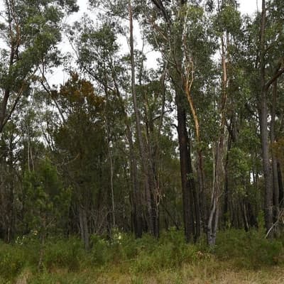 Alcoa slugged millions over illegal forest clearing