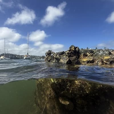 How mirroring nature might just save the humble oyster