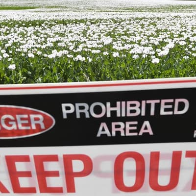 Health alert after thieves steal 'toxic' poppy plants