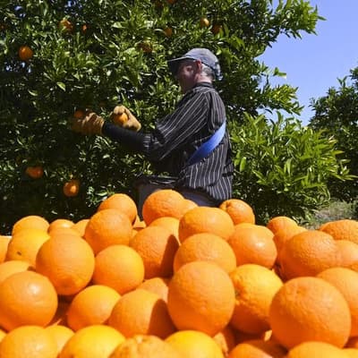 Australia's $18b fresh food sector leaves a sour taste