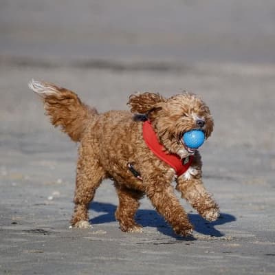 Aussie dog lovers tricked by AI video of Muslims calling for beach ban