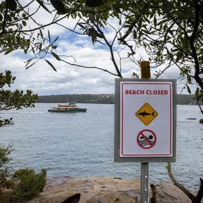Wet and wild weather brings risk of shark attacks