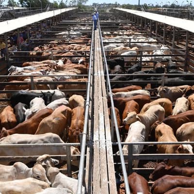New locations sought for Aussie beef due to China levy