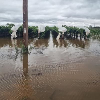 Grapes wither on the vine as record rain risks harvest