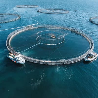 Risk to wild species ends antibiotic use in salmon