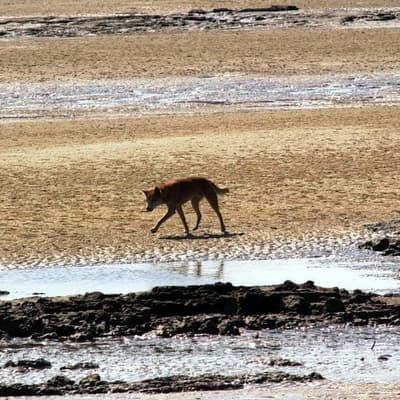 Dingo attack led to backpacker's drowning: coroner