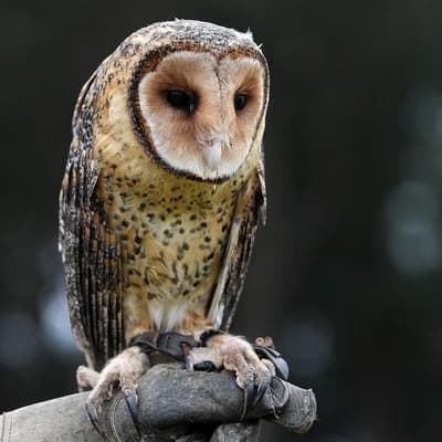 Owl be damned: regulator stops short of rat poison ban