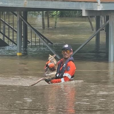 Crocs and rising rivers: towns face flood disaster