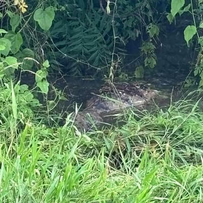 What a croc: reptiles spotted around flooded town