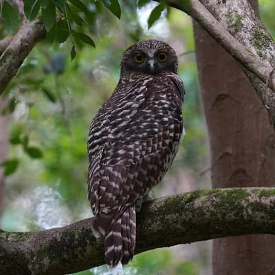 Popular rat baits restricted over wildlife impacts