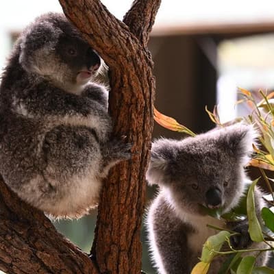 Gassy, koala-threatening coal mine gets state stamp