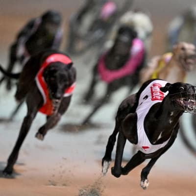 Compo in the offing for state greyhound racing ban