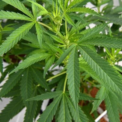 Medicinal cannabis concerns half-baked, advocates say