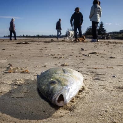 'Gaslit': government under fire over algal bloom claims