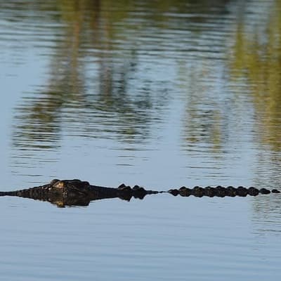 AI crocodile detection system comes with warning