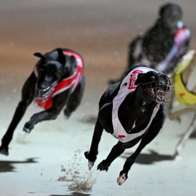 Gambling and welfare issues dog greyhound racing boons