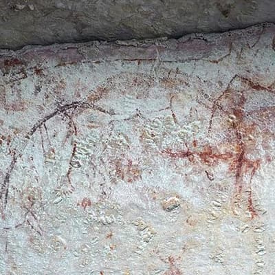 Thylacines maybe lived on mainland longer than thought