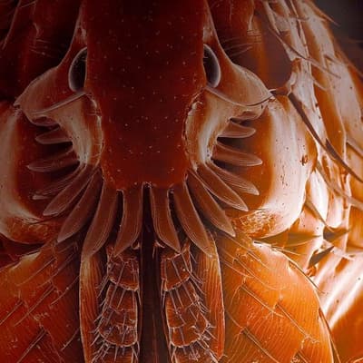 They suck your blood: nature's vampires at museum show