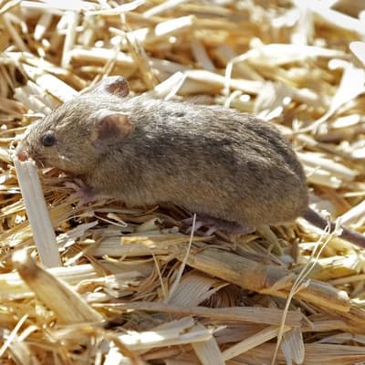 'They're everywhere': fresh rural mouse plague warning