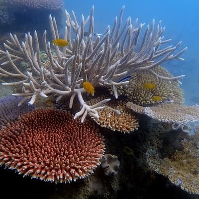 Cyclone-hammered reefs can take many years to recover