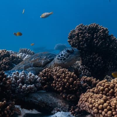 'Critters still here': Ningaloo Reef survives cyclone