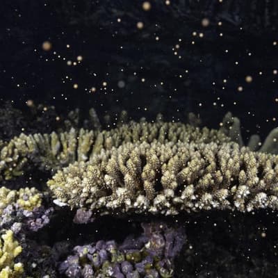 Smelly spawning heralds new life on fragile reef
