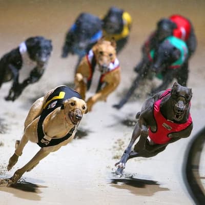 'On edge': vote imminent on greyhound racing's future