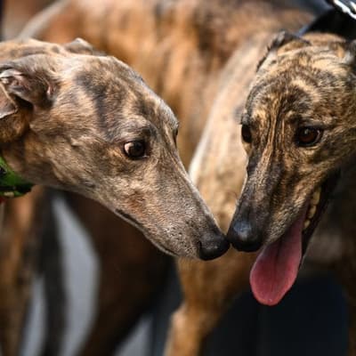 Tempers flare as greyhound ban debate pushed back