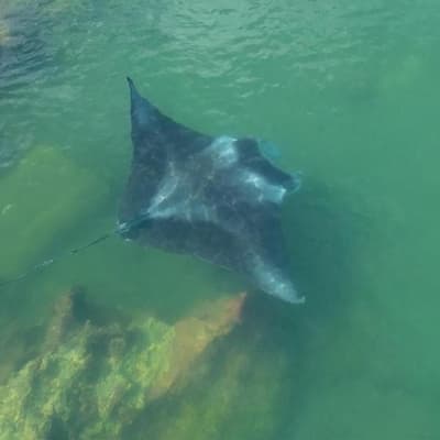Rich biodiversity sparks call for harbour's protection