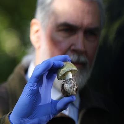 Fatal fungi: health alert as mushroom season begins