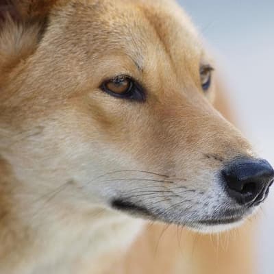 Dingoes attack three children at remote campground