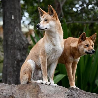 Traditional owners want say in managing totem species