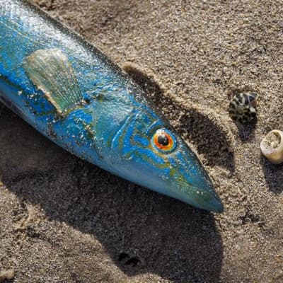 Coast clear as response to toxic algal bloom eased