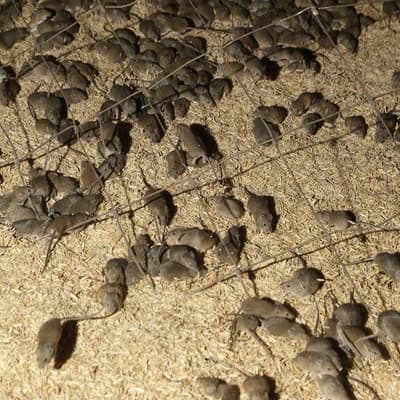 Grain belt hit by worst mouse plague in years