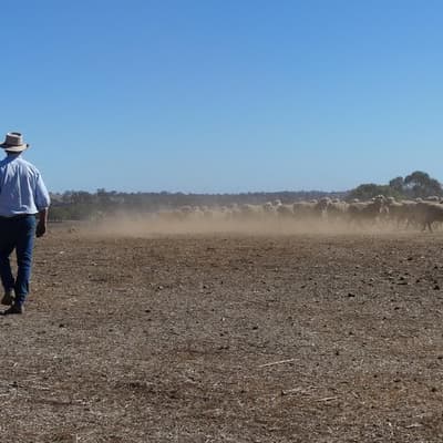 'Trying times': farmers stare down trifecta of troubles